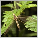 Tipula sp - Schnake m12a.jpg